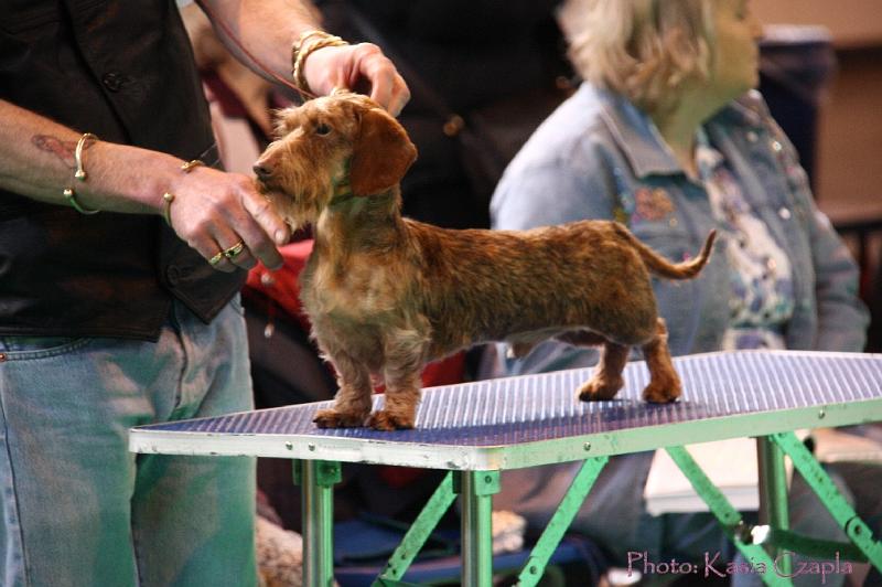 Crufts2011_2 607.jpg